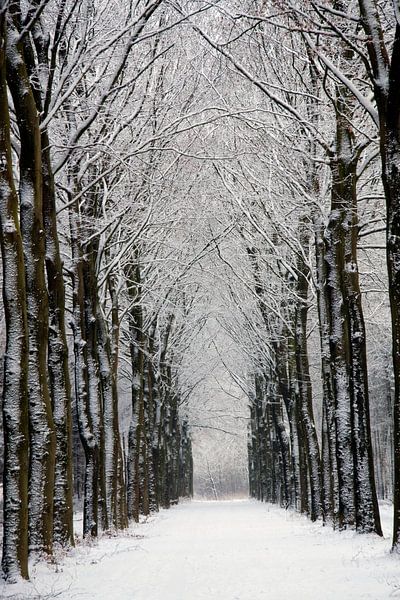 Winterbos van Ronald Wilfred Jansen