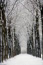 Winterbos van Ronald Wilfred Jansen thumbnail