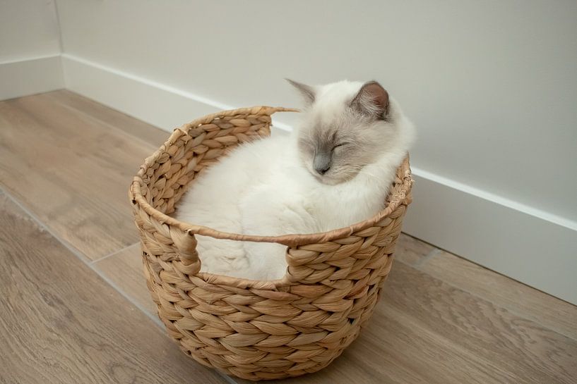 L'amour dans un panier par Maxime Obdam