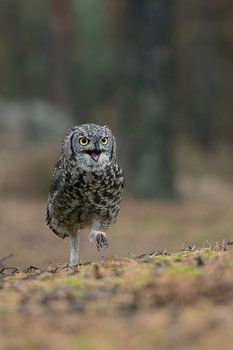 lustiges Bild... Virginia-Uhu * Bubo virginianus * im Laufschritt