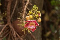 Schöne Blumen in Thailand 1