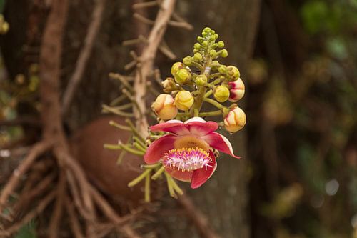 Beautiful flowers in Thailand 1
