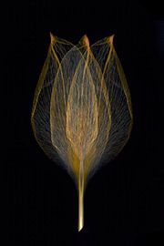 goldene Tulpe von Klaartje Majoor