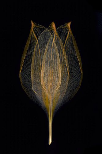 golden tulip by Klaartje Majoor