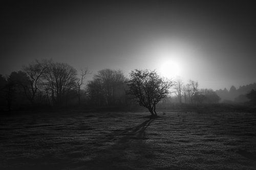 Matinée dans les dunes de Kennemer
