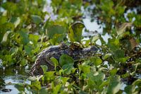 Krokodil in Pantanal, Brazilie