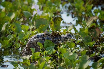 Krokodil in Pantanal, Brazilie van Leon Doorn