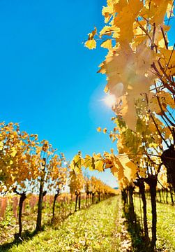 Gele herfstverkleurde wijnstokken