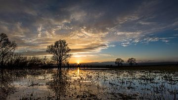 swamp by Michel de Koning
