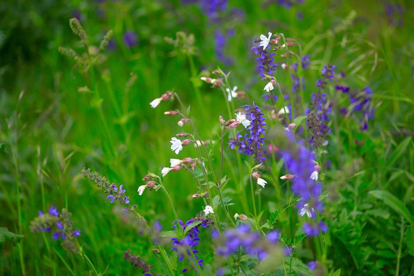 Frühling von Thomas Jäger