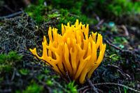 Sticky coral mushroom
