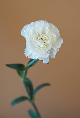 Prachtige witte anjer