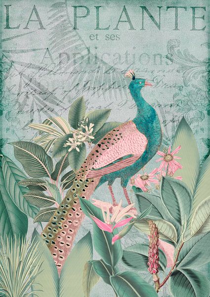 Peacock in the tropics by Andrea Haase