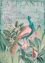Peacock in the tropics by Andrea Haase thumbnail
