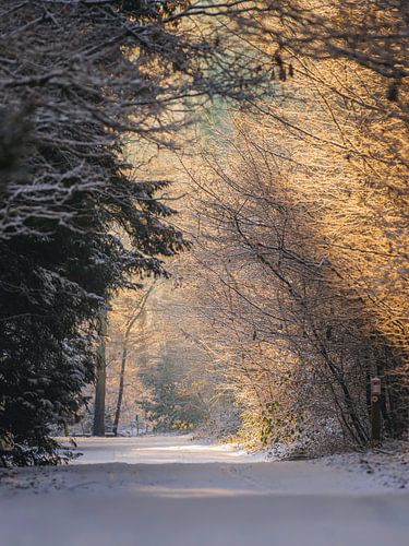 Winterwanderweg im warmen Morgenlicht von arnemoonsfotografie