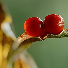 Seeds smelly Orris by Marlies Prieckaerts