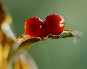 Un beau rouge