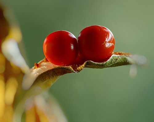 Mooi rood van Marlies Prieckaerts