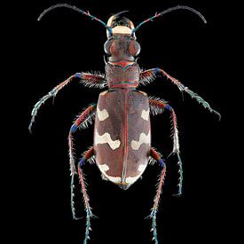 Focus stack of a Bastard sand-throated beetle by Jeroen Stel