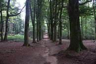 Bomen in het Amerongse bos van Merijn Loch thumbnail