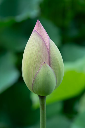 Knospe des Heiligen Lotus