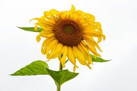 Tournesol