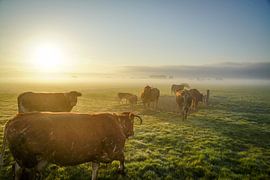 We can go out again by Dirk van Egmond