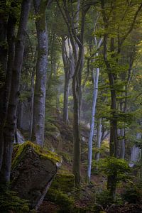 Die schönen Wälder mit Felsen im Müllerthal in Luxemburg.