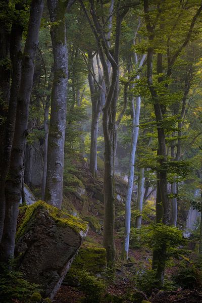The beautiful forests with rocks in the Mullerthal in Luxembourg. by Jos Pannekoek