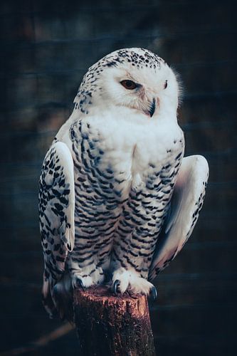 Die stille Wache im weißen Gefieder von Thorsten Güttes / 25pictures