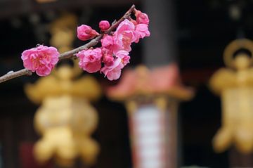 Japanse abrikoos voor tempel lantaarns van Sacha Ooms