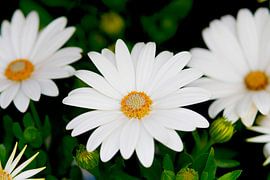 White daisies in green
