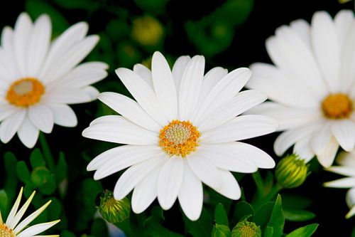 White daisies in green
