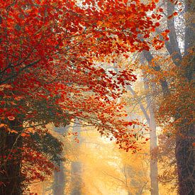 Autumn forest path with light rays van Stephan Smit