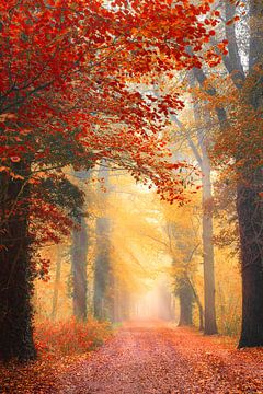 Autumn forest path with light rays van Stephan Smit