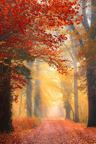 Autumn forest path with light rays von Stephan Smit