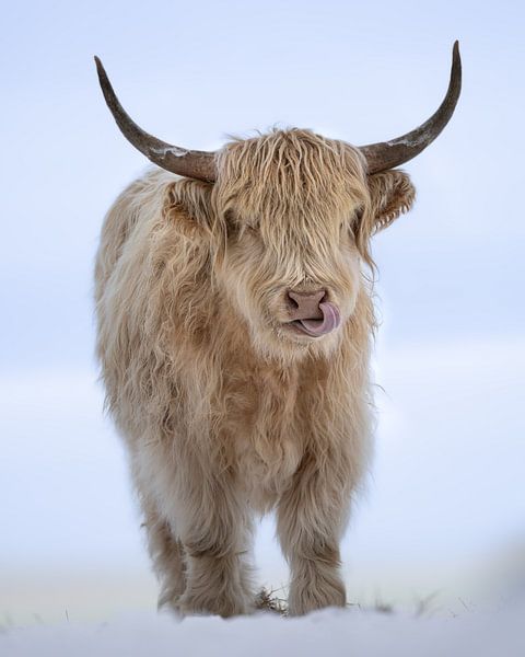 Blonde highlander in snow by Roy Kreeftenberg