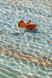 Feuille dans la fontaine à motifs