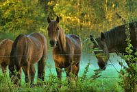 Paarden in de mist
