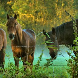 Paarden in de mist sur Zeeuwse fotograaf