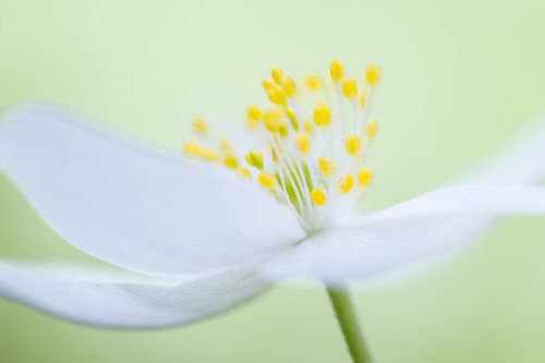 Bosanemoon in close-up