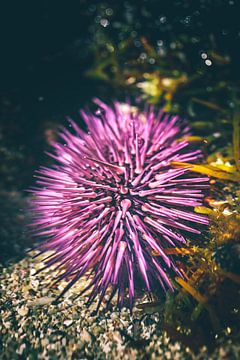 Pink sea urchin in the water of the coast of Mauritius by Fotos by Jan Wehnert