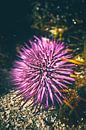 Pink sea urchin in the water of the coast of Mauritius by Fotos by Jan Wehnert thumbnail