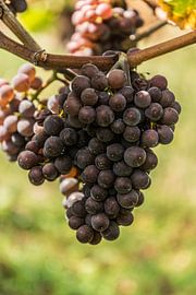 Bunch of blue grapes in Aldeneik (B) by Martine Dignef