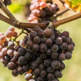 Bunch of blue grapes in Aldeneik (B) by Martine Dignef