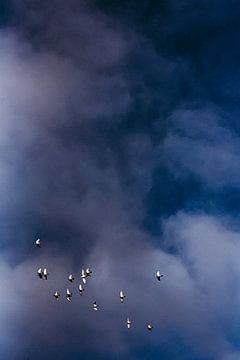 Vogels dansend in de blauwe Hollandse lucht van Annemarie Dufrasnes
