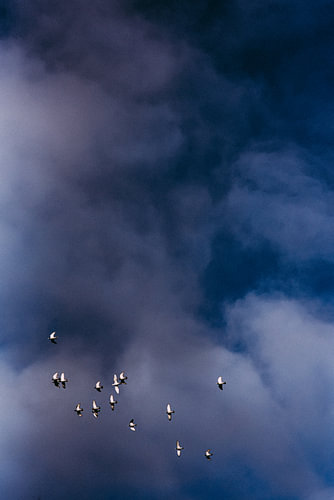 Vogels dansend in de blauwe Hollandse lucht
