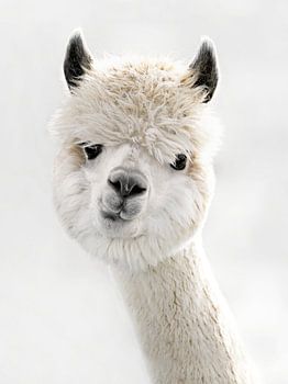 Peeky Alpaca