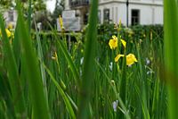 Yellow Iris - 2017