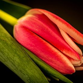Une tulipe rose sur un fond noir sur Patrick Herzberg